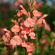 Salvia California Sunset